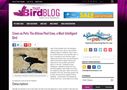 That Bird Blog 