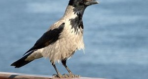 Hooded Crows as Pets: Keeping the World’s Most Intelligent Bird