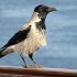 Hooded Crows as Pets: Keeping the World’s Most Intelligent Bird