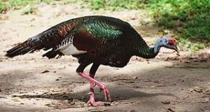 Ocellated Turkey:  The “Other” Thanksgiving Turkey