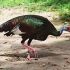 Ocellated Turkey:  The “Other” Thanksgiving Turkey