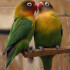 Lovebird Breeding Problems: Cautions for Small Parrot Breeders