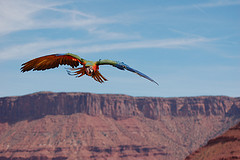 flying-in-moab