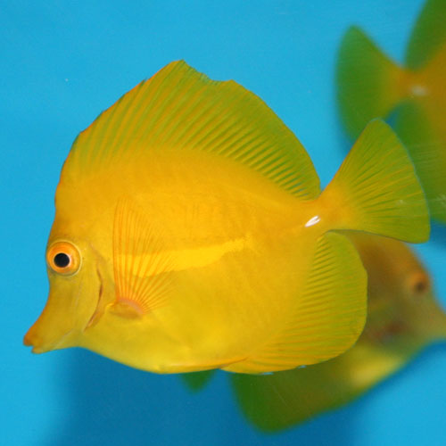 Yellow Tangs and other popular aquarium fish affected by Hawaii Fish Collection Ban | That Fish Blog