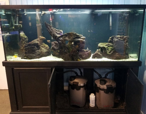 How Much Does That Aquarium Cost? | That Fish Blog