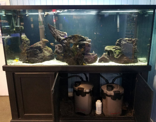 Used fish store clearance display tanks for sale