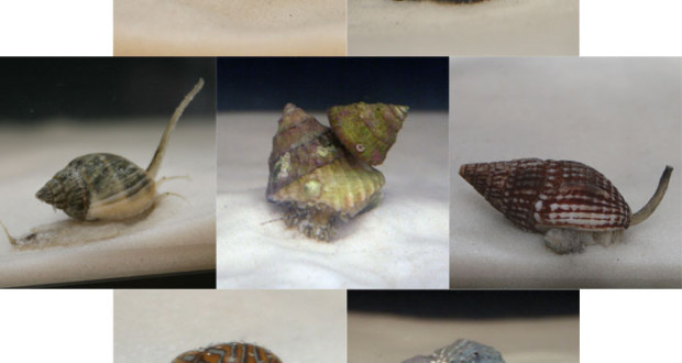 Aquarium Clean-Up Crew: How Many Snails? | That Fish Blog