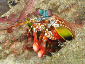 Peacock Mantis Shrimp