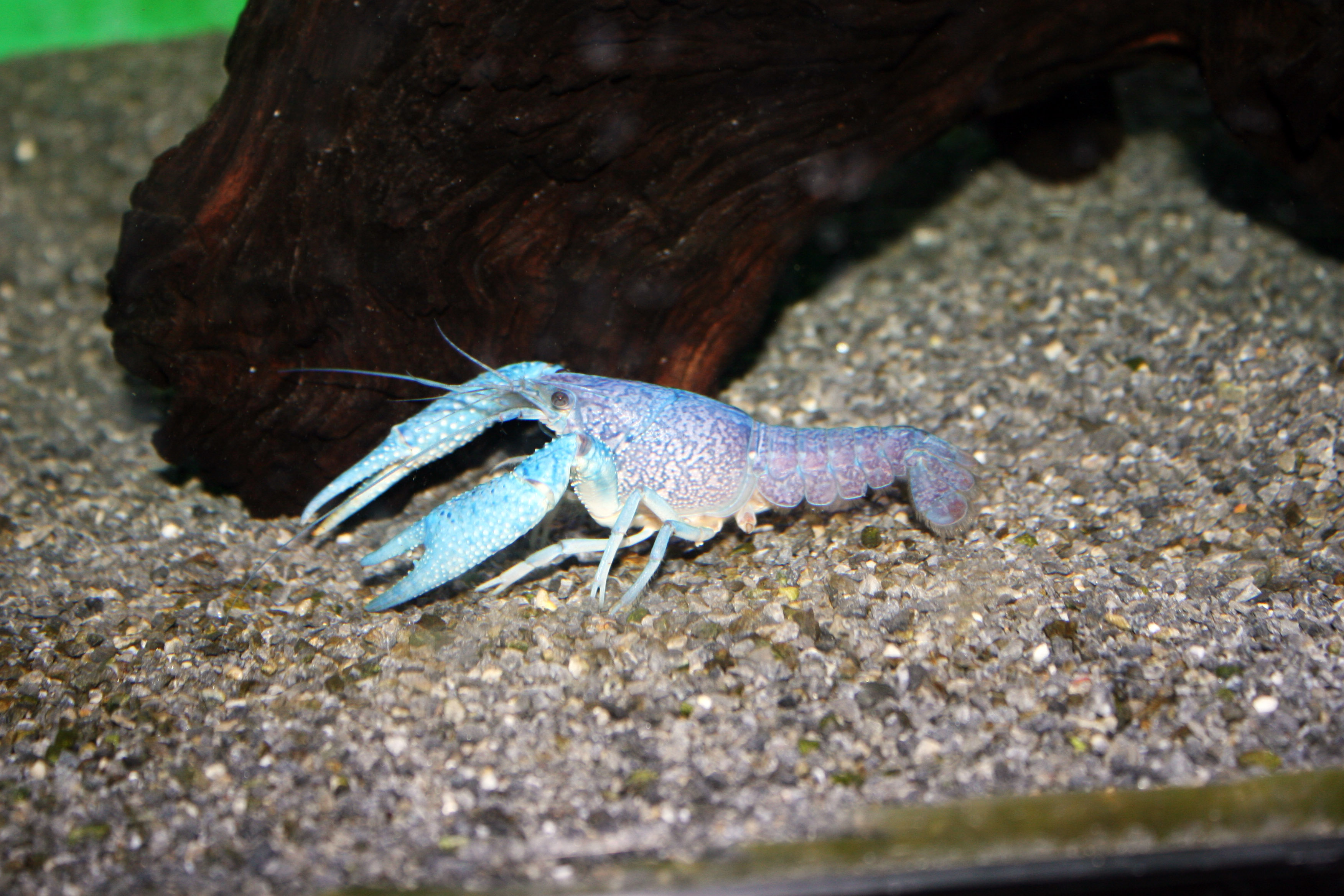 live crawfish in water