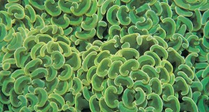 hammer coral