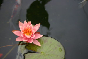 pond lilly
