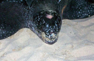 Leatherback-turtle-on-St-Thomas-picture-6