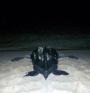 Leatherback-turtle-on-St-Thomas-picture-7