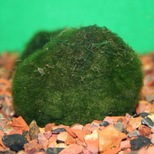 Moss Balls