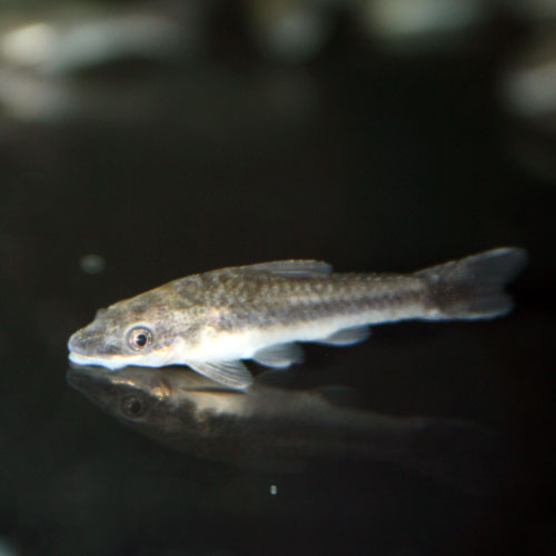 small plecos that eat algae