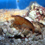 Pocillopora Pistol Shrimp (Alpheus lottini)