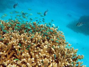 Green Chromis on Reef