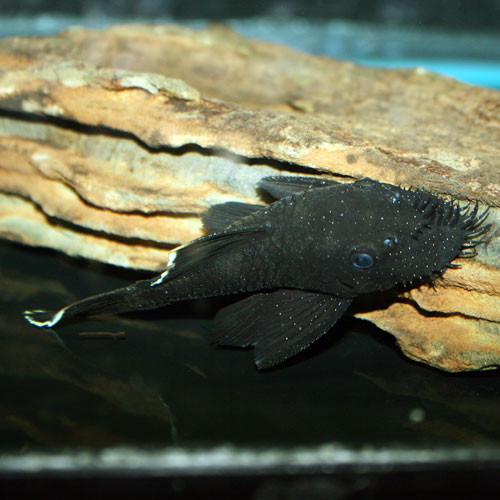 best pleco for algae control