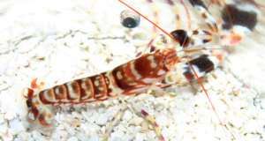 Popular Pistol Shrimp for Home Aquariums