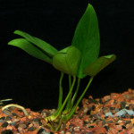 anubias congensis