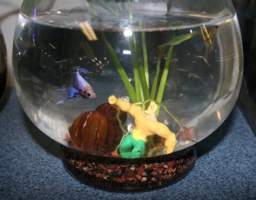 Adding a Personal Touch to Your Aquarium Décor