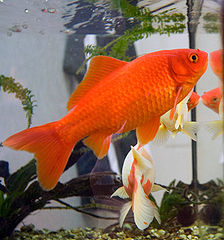 Best fish tank filters for cheap goldfish