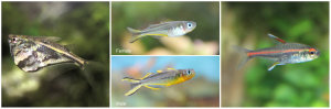 L-R: Marbled Hatchetfish, Forktail Rainbows, Glowlight Tetra)
