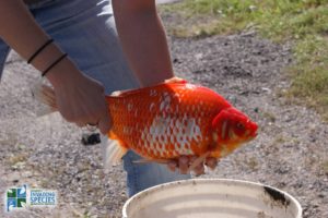 goldfish_credit_ontario-streams