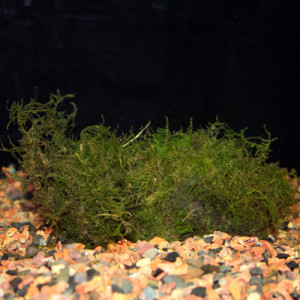 java moss