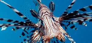 lionfish-invasion