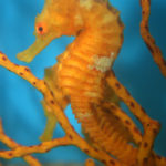 Seahorse (Hippocampus sp.)