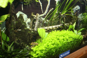 Planted Tank