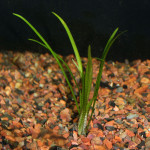 sagittaria subulata