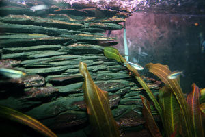 Fish Tank Decor- Jagged Canyon Rock Formation with Faux Moss