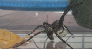 Fishing Spider: Habitat and Care