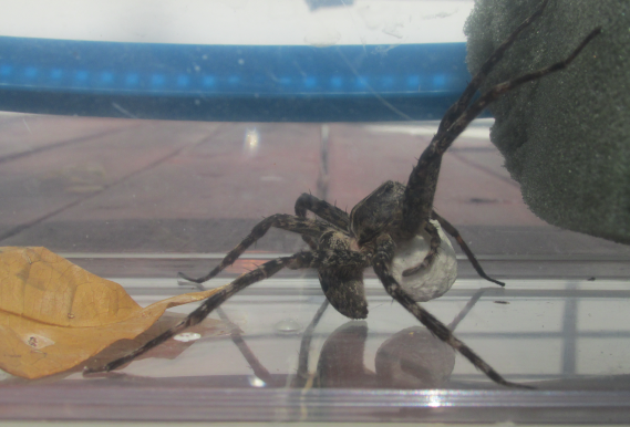 wolf spider with babies in pool