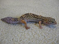 200px-Leopard_gecko_with_new_tail
