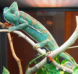 Female Chameleon