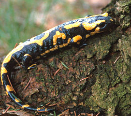 New Salamander Fungus Found: Are More Pet Trade Regulations on the Way?