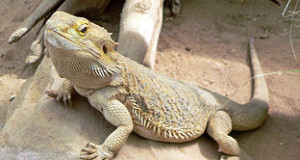 Leopard Gecko or Bearded Dragon? Choosing the Best Pet Lizard