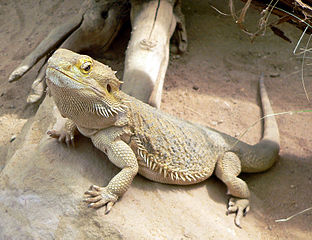 Is my dragons basking spot safe/ok? Pics of enclosure. : r/BeardedDragons