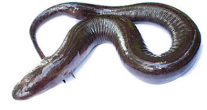 Amphiuma Care: Keeping one of the World’s Largest Amphibians