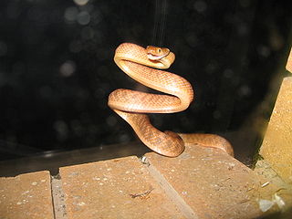 Snake - Wikipedia