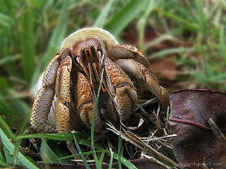 Fluker's Live Moss for Hermit Crabs