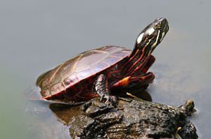 320px-Eastern_Painted_Turtle_(Chrysemys_picta_picta)