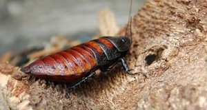 Madagascar Hissing Cockroach Allergy: Popular Pet Insect Hosts Troublesome Mold