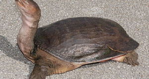 CITES Listing Sought for Snapping Turtles, 3 Softshells: Do You Agree?