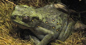 Amphibians as Pets: Care of Common and Unusual Types of Toads