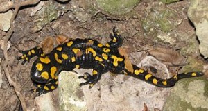 2014 is Named “The Year of the Salamander”