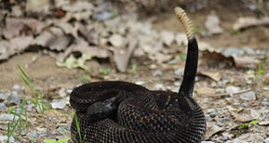 Venomous Snake Identification: the Best Online Guide for US Species